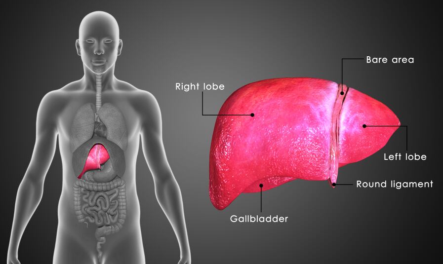 liver-fatty-disease-gallbladder.jpg
