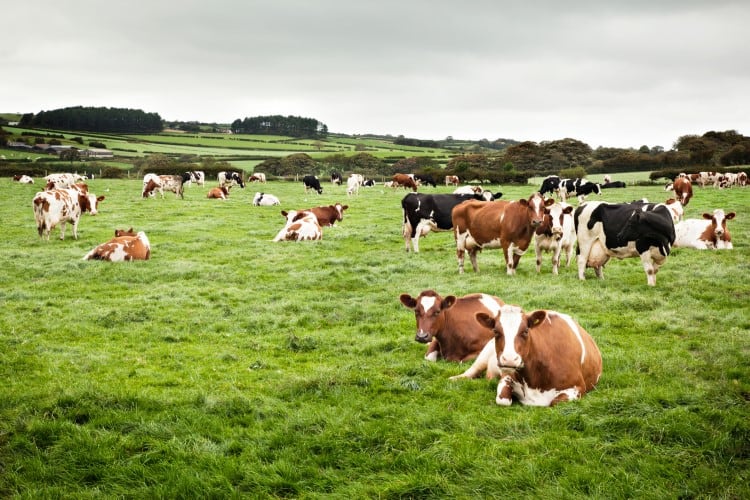Emissions: Nestlé and Fonterra to trial net-zero dairy farm