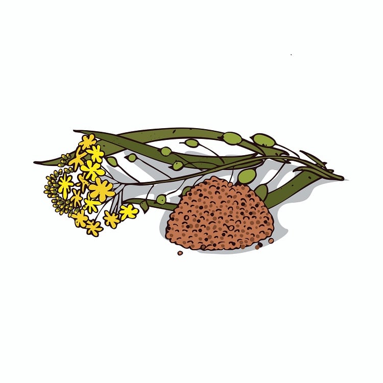 Agragen creates ‘fish oil’ from oil seed