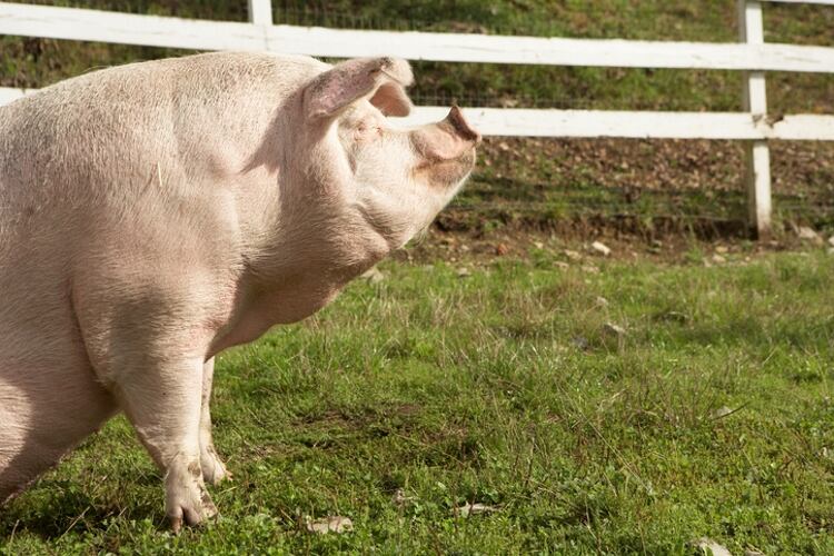 Specialty pork processor to expand facility