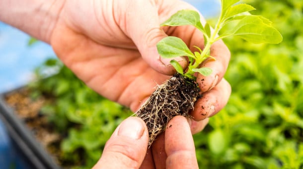 Stevia-first-close-up.jpg