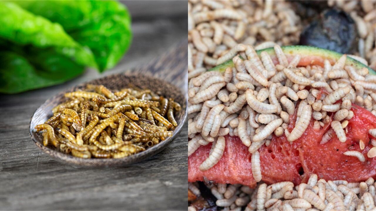 'Everything we do is geared towards making insect protein affordable...' European edible insect firms Ÿnsect and InnovaFeed outline US ambitions