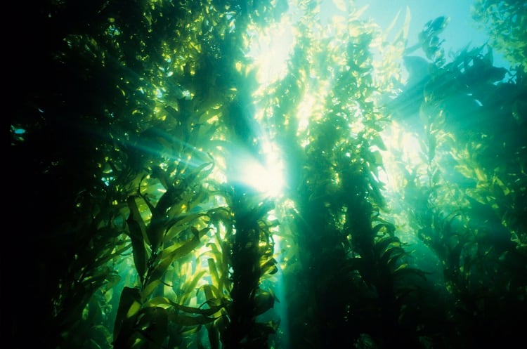 'Super seaweed' developed with impressive antioxidant profile