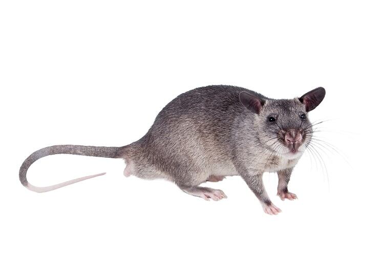 gambian-pouch-rate-Farinosa.jpg