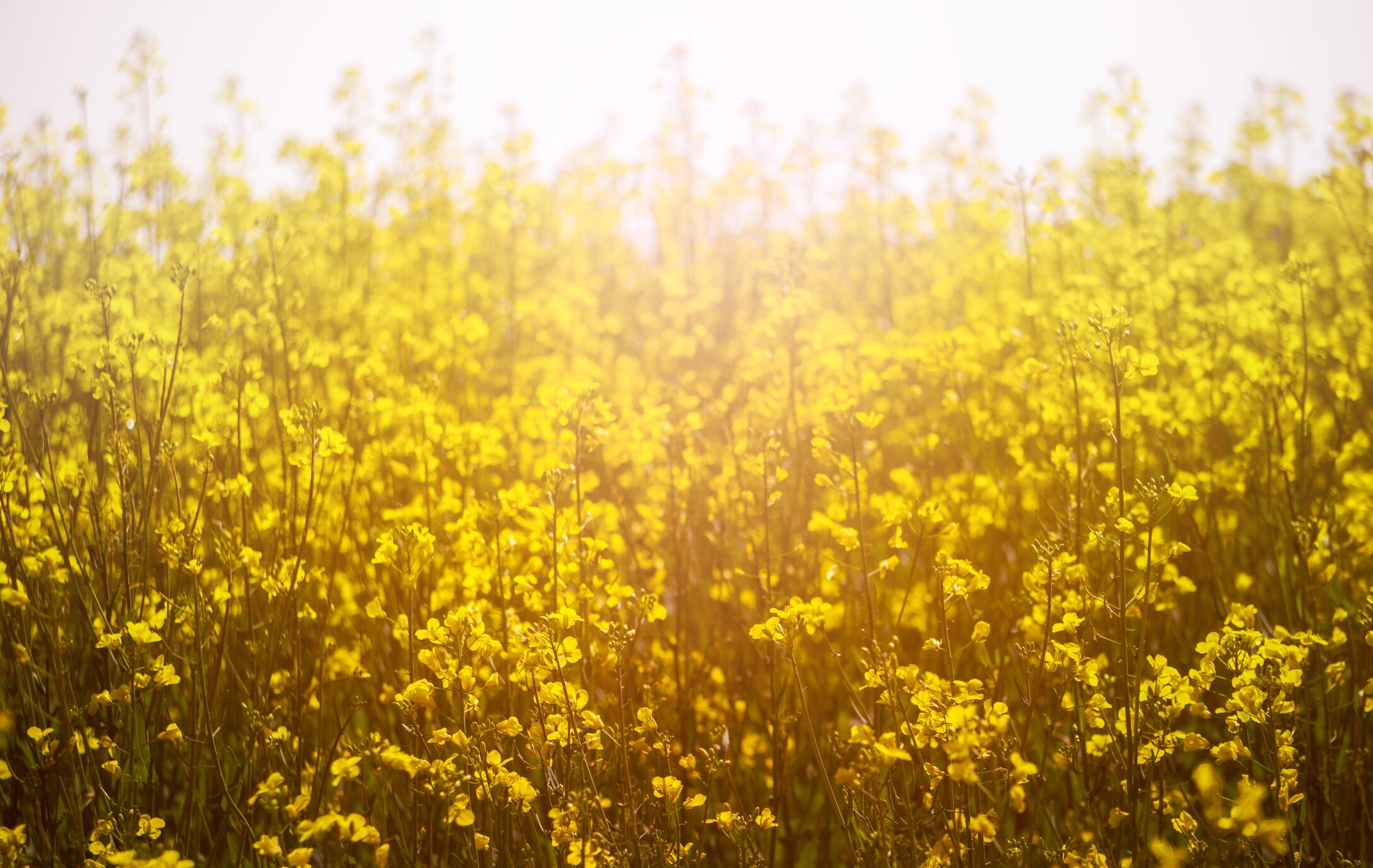 Canola-C-Getty-Images-weiXx.jpg
