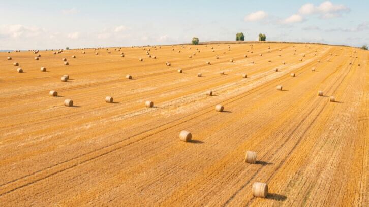 Comet continues on growth trajectory in booming prebiotic fiber market