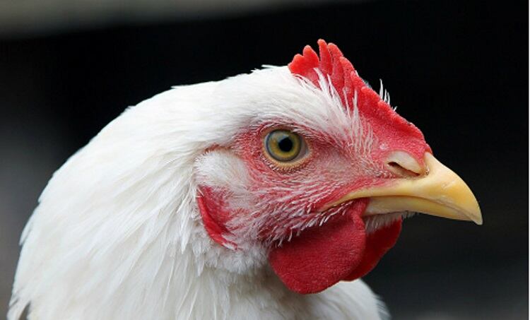 ABPA outlines quality control plans for Brazilian poultry sector