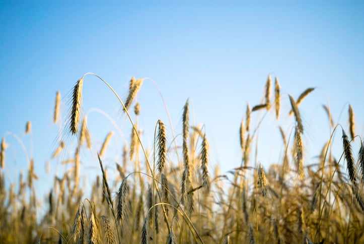 Barley-GettyImages-Terrababy.jpg