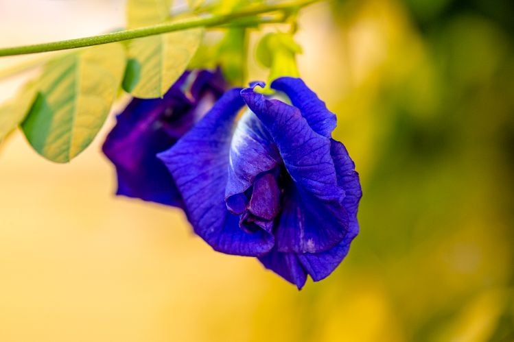 A-major-milestone-for-the-food-industry-FDA-approves-Sensient-s-exceptionally-heat-stable-natural-blue-food-color-from-butterfly-pea-flower.jpg