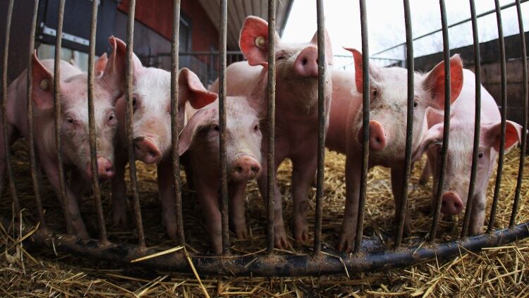 Argentina launches Operations Information System for pork