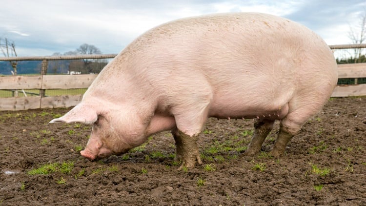 US pork calls for trade before aid