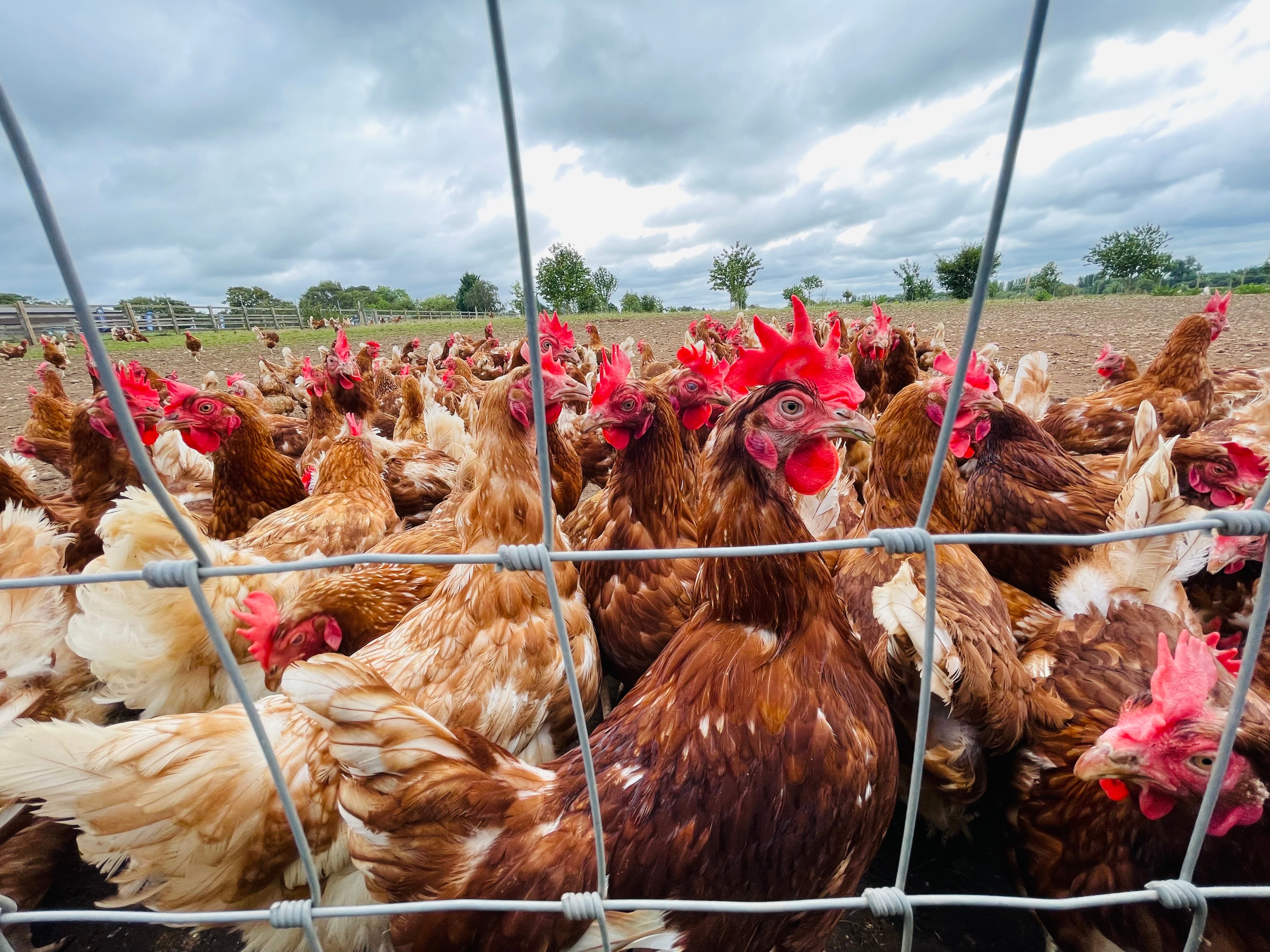 The USDA is delaying implementation of the Poultry Grower Payment Systems and Capital Improvement Systems final rule.