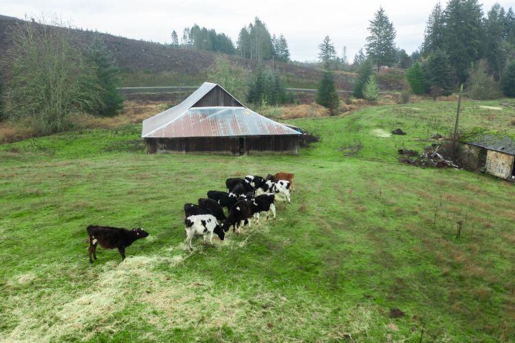 Neutral-dairy-farm.jpg