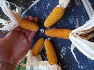 Tiny-But-Mighty-corn.jpg