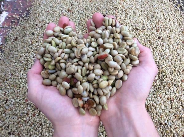 CoffeeProtein_AFS_main.jpg