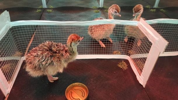 american-ostrich-farms-chicks.jpg