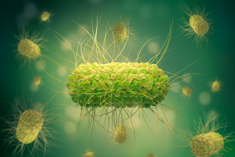 Bacterial cultures combat antibiotic resistant Salmonella: ‘One of the biggest challenges in food safety is the emergence of superbugs’