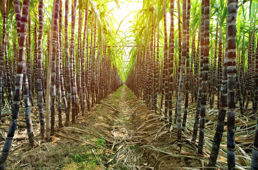 Sugar-cane-plantation.jpg