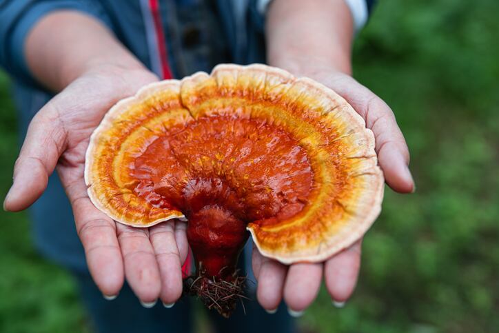 Shroom boom! Medicinal mushrooms in focus: ‘As COVID hit, people were stuck at home and started searching for immune health ingredients…’