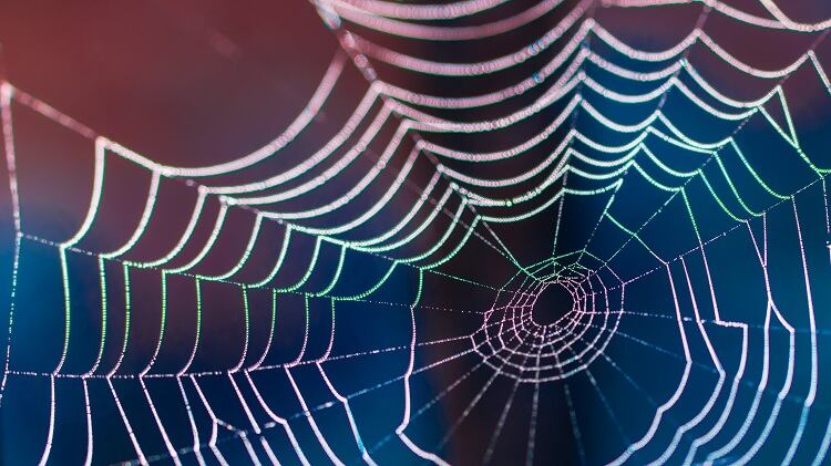 spider-silk-Ladislav-Kubes.jpg