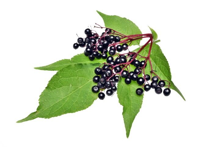 elderberry-Getty-Images-Adam88rx.jpg