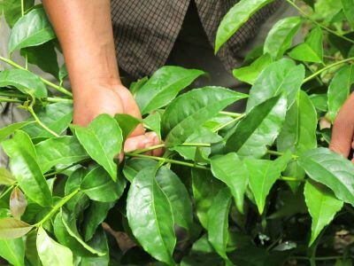 Runa-guayusa-leaves-2016.jpg