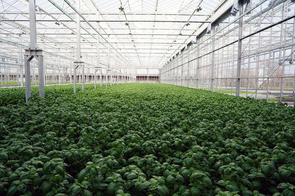 Gotham Greens expands hydroponic indoor farming mission to New England opening Rhode Island greenhouse