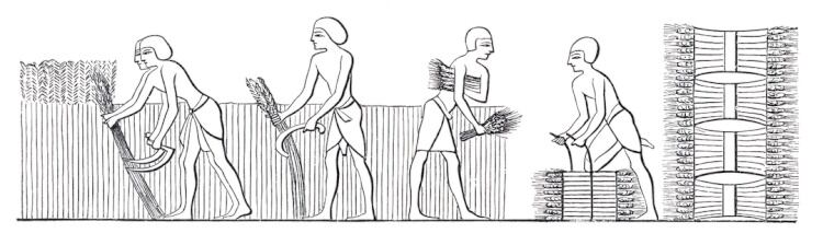 Egyptians-harvesting-ancient-wheat-Getty-Grafissimo.jpg