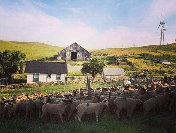 Lamb-is-poised-for-a-resurgence-as-industry-positions-it-as-the-other-red-meat.jpg