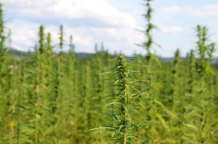 hemp-plant-GettyImages-studio023.jpg