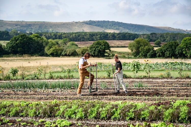 SAI releases definition of and framework for regenerative agriculture