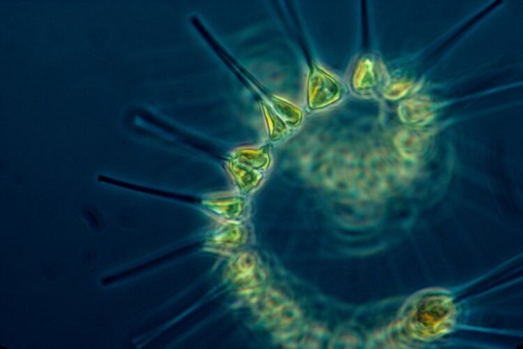 Ice cream from algae? Sophie’s BioNutrients’ chlorella-based ice cream claims to boast more B12 than dairy