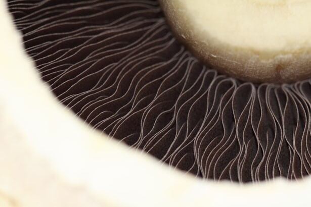 Mushroom-Council-to-invest-1.5m-in-nutrition-and-plant-based-research.jpg
