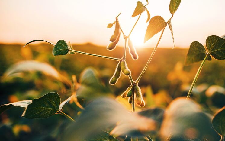 GettyImages-Bobex-73-pulses-legumes-peas-field.jpg