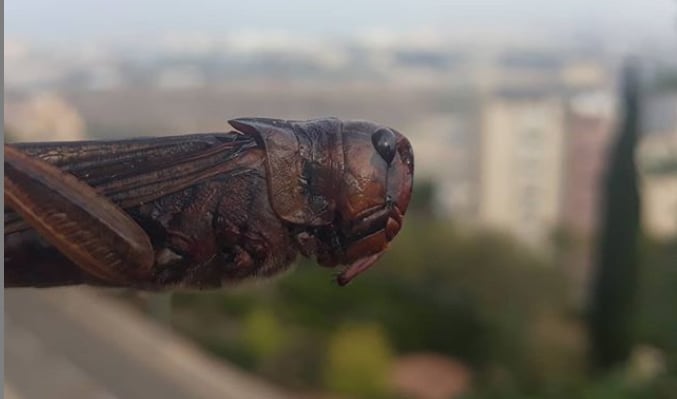 hargol-grasshopper.png