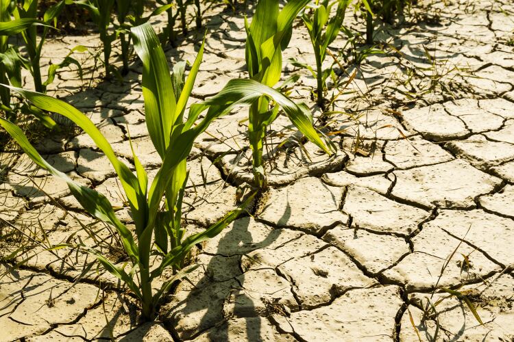 GettyImages-No-Limit-Pictures-drought-corn-field-dry.png
