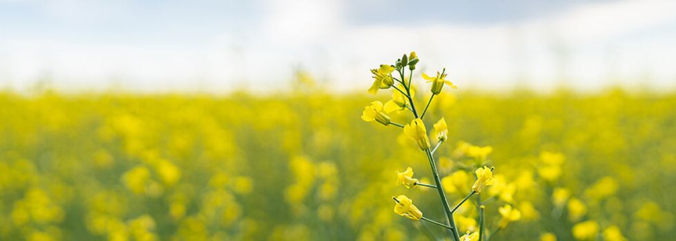 How-canola-protein-is-shaping-the-future-of-plant-based-innovation.png