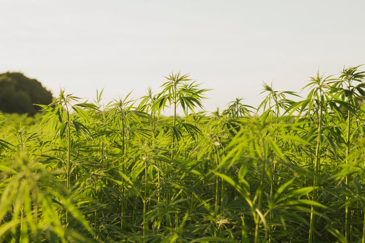 USDA draft hemp cultivation rule seen as consistent with state rules that already govern industry