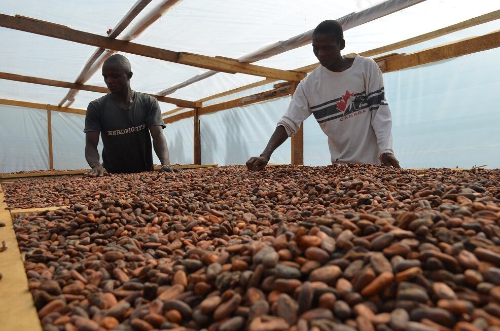 Organic-cocoa-supplier-has-digital-tools-to-help-companies-comply-with-EU-deforestation-laws.jpg