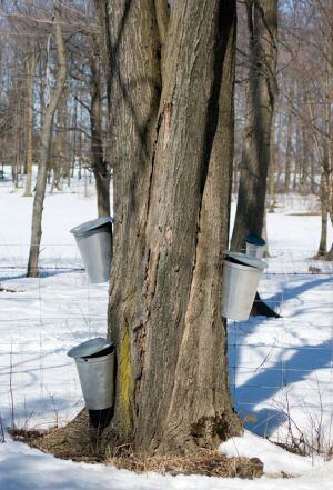 SEVA-maple-water-collection.jpg