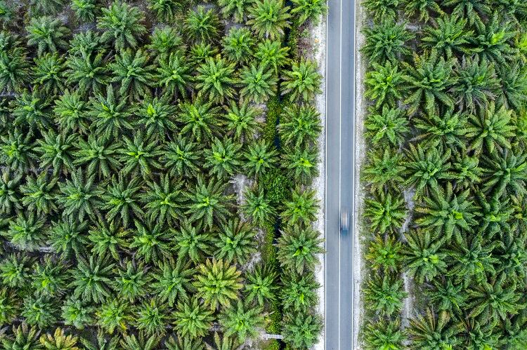 Tackling deforestation: What lessons can palm oil teach other problematic commodities?