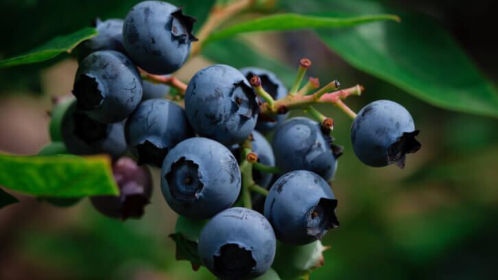Blueberry-genotype-and-dose-for-precision-nutrition.jpg