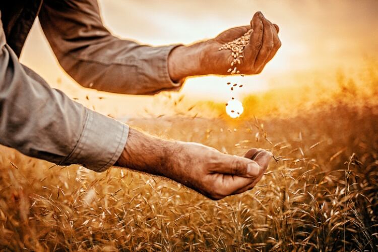 Farmer-playing-with-wheat-seeds-Getty.jpg