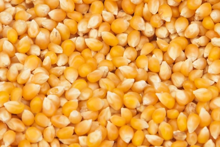 Corn prices to stay elevated as global supplies ‘remain tight’