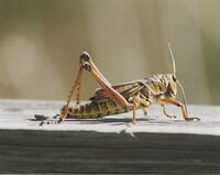Exo-is-sourcing-specially-fed-crickets-from-the-US.jpg