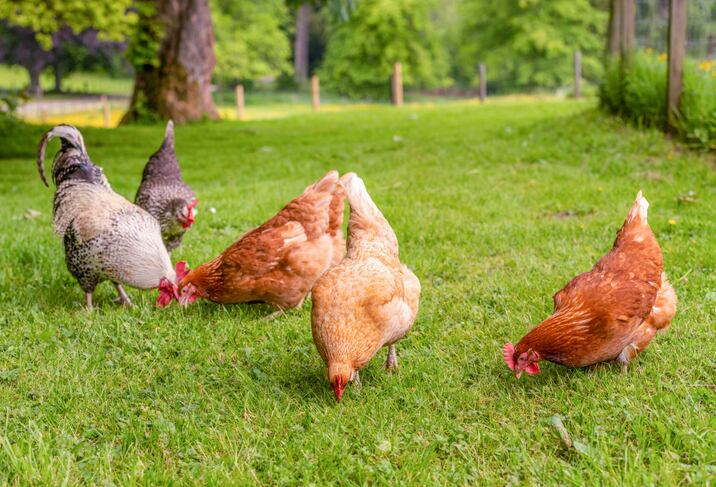 Organic Trade Association promises ‘all-out effort’ to block latest threat to proposed animal welfare standards update