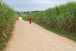 sugar-cane-istock-LyaC.jpg