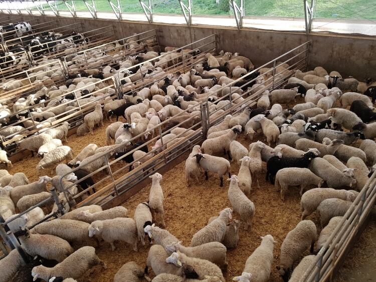 Abattoir support offered from Canadian Government