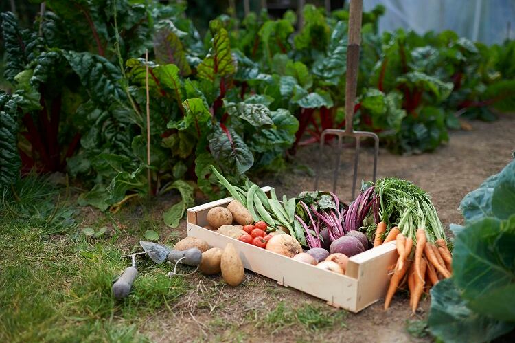 Organic-vegetables-GettyImages-Dougal-Waters.jpg