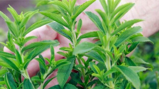 Smart meets sweet: biotech advancements in sugar reduction and replacement solutions